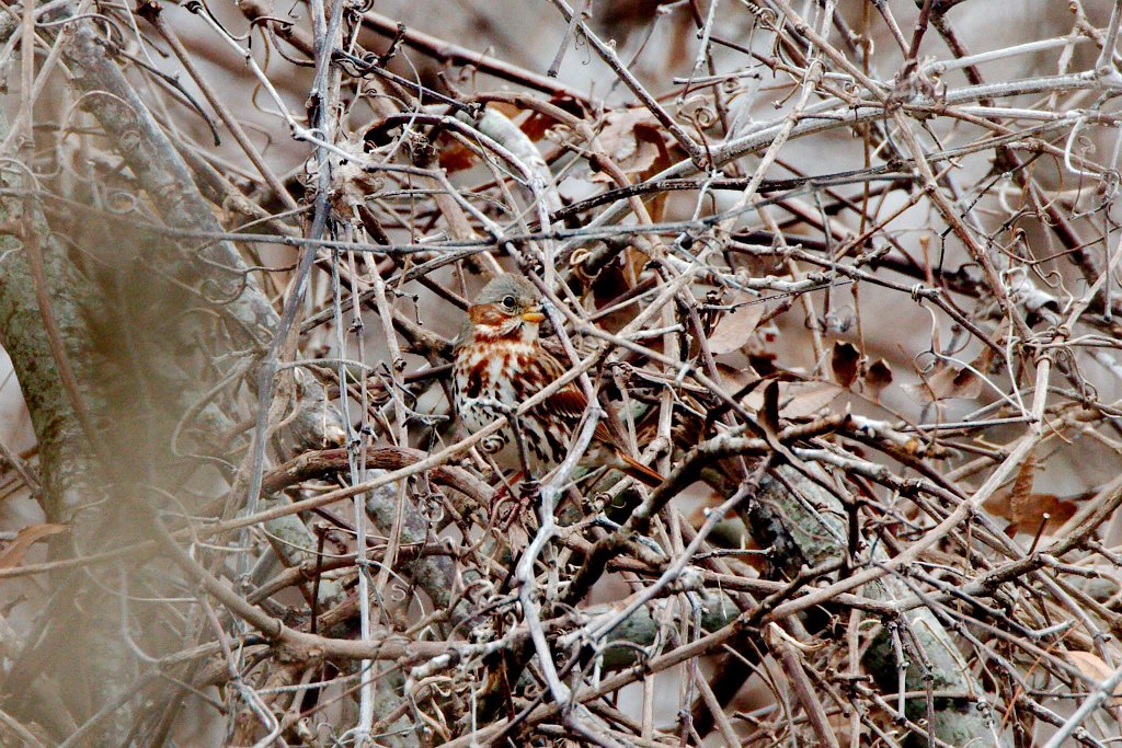 Fox Sparrow.jpg - Fox Sparrow photographed by Sabrina Nicholson